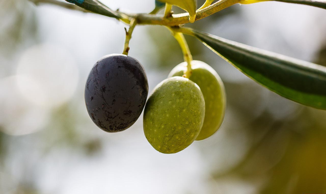 L&rsquo;huile d&rsquo;olive, mon  incontournable en cuisine